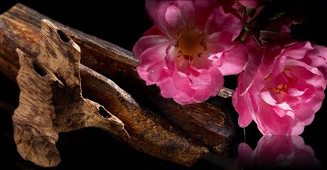 Profumeria Lorenzi Milano a oud profumo2